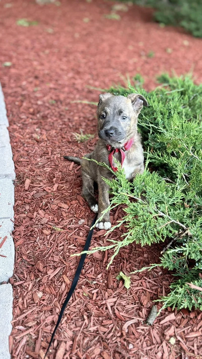 A baby medium-sized female Brindle Mixed Breed dog named Juniper for adoption in Riverdale, NJ