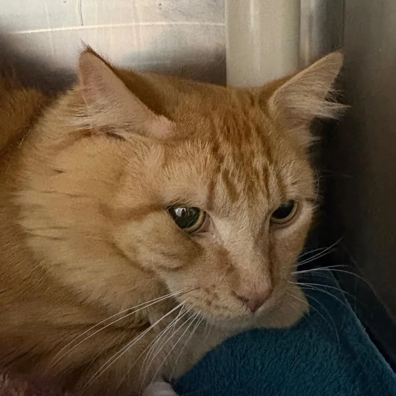 A young medium-sized male Orange / Red Domestic Medium Hair cat named OscarBonded w Oliver for adoption in Kennebunk, ME