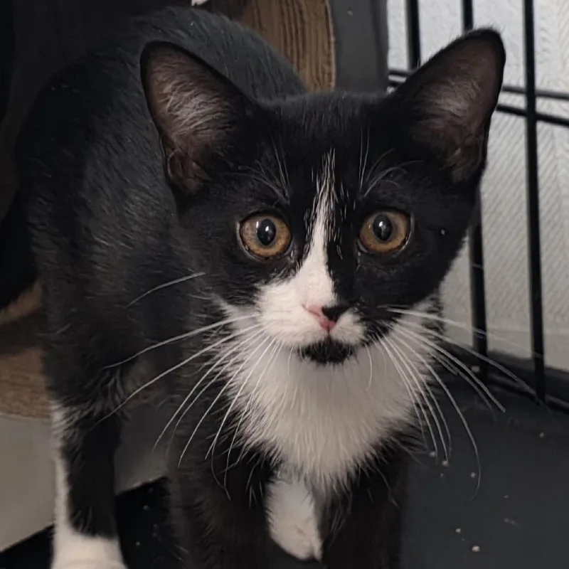 A baby small-sized female Black Domestic Medium Hair cat named Sydney C for adoption in Lebanon, TN