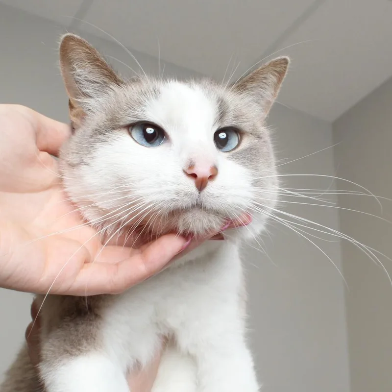 A senior medium-sized female Lilac Point Domestic Short Hair cat named Luna C for adoption in Minnetonka, MN
