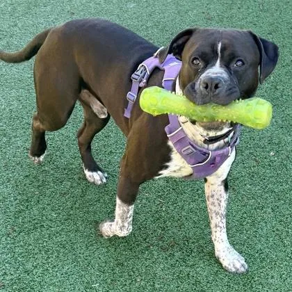 An adult large-sized male Mixed Breed dog named Beefcake for adoption in Cincinnati, OH