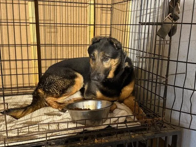 A young large-sized female German Shepherd Dog dog named Barbie for adoption in Rockdale, TX