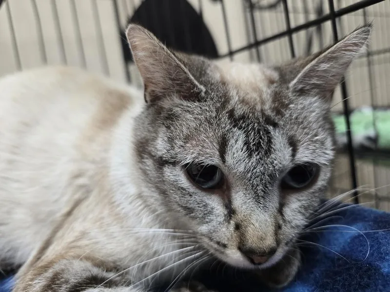 An adult medium-sized female Siamese cat named Aurora for adoption in Southbury, CT