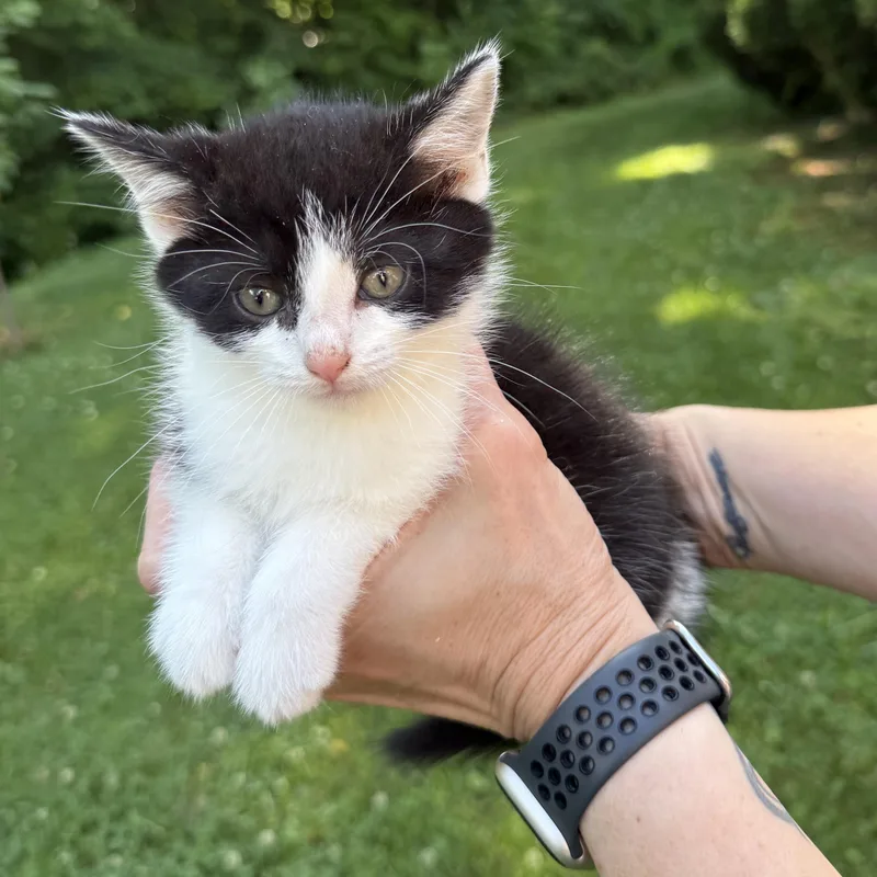 A baby small-sized male Domestic Short Hair cat named Ace for adoption in Johnson City, TN