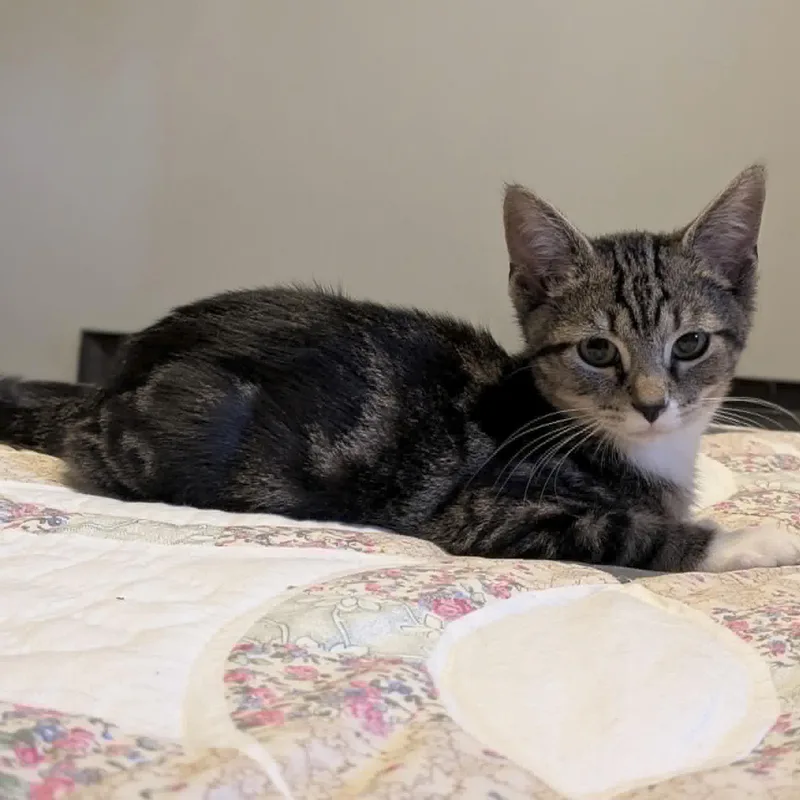 A baby small-sized male Domestic Short Hair cat named Boney Bob for adoption in Charleston, WV