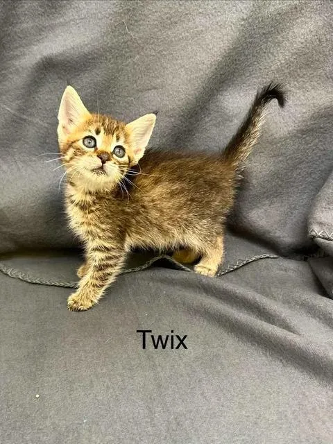 A baby medium-sized female Domestic Short Hair cat named Twix for adoption in Port Lavaca, TX