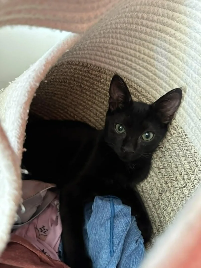 A young medium-sized male Domestic Short Hair cat named Charlie for adoption in St. Albans, VT
