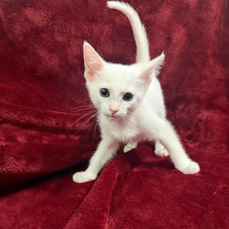 A baby small-sized female White Domestic Short Hair cat named Ottawa for adoption in Brea, CA