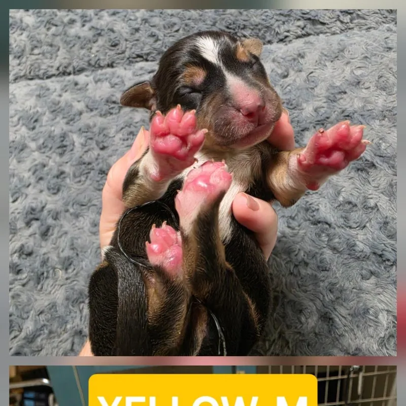 A baby small-sized male Bluetick Coonhound dog named Josh Allen for adoption in Chesapeake, VA