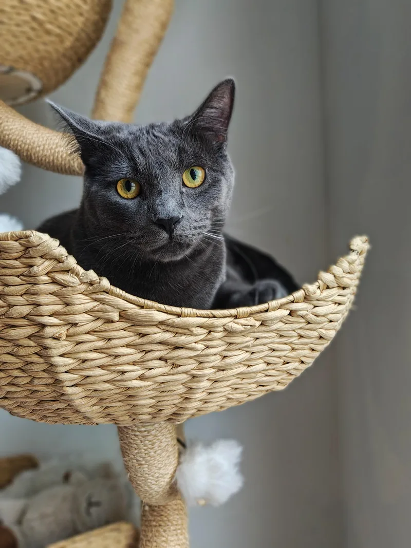 A young extra large-sized male Gray / Blue / Silver Domestic Short Hair cat named Whiskers for adoption in Chicago, IL