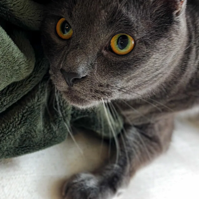 Whiskers thumbnail 2