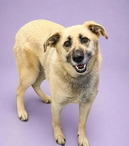 An adult large-sized female Anatolian Shepherd dog named Abbie for adoption in Bowling Green, KY