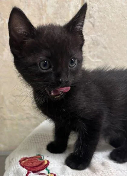 A baby small-sized female Domestic Short Hair cat named Pokey for adoption in Honolulu, HI