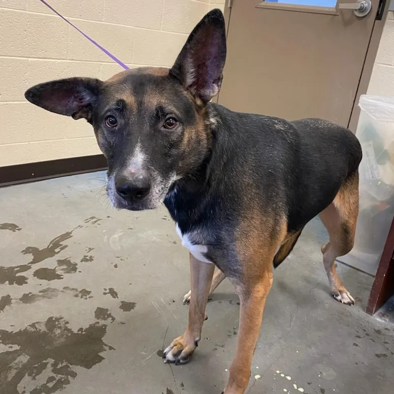 An adult large-sized male Mixed Breed dog named Shilo for adoption in Memphis, TN