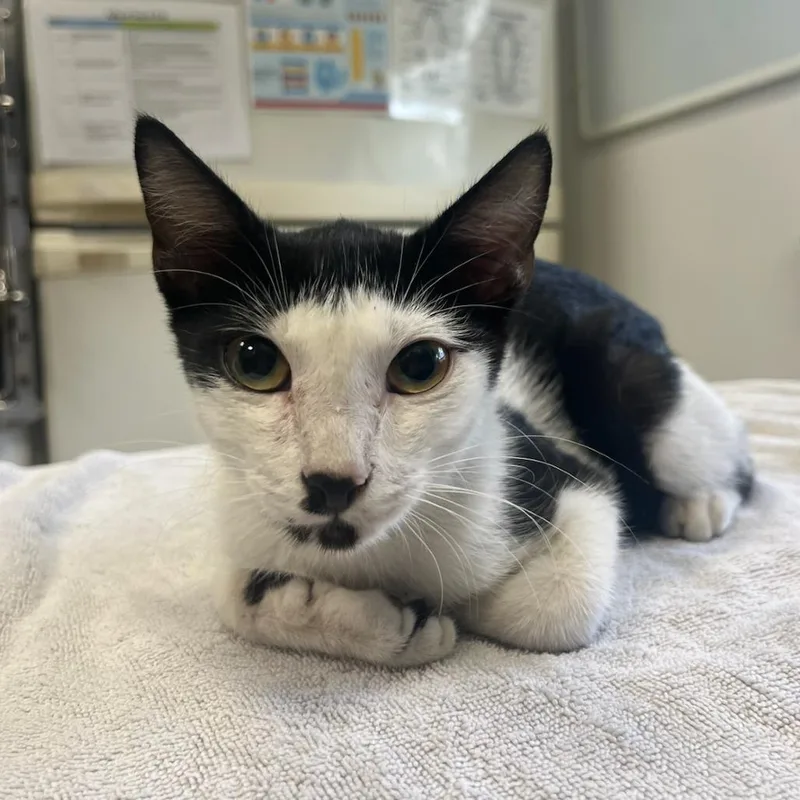 A baby small-sized male Black Domestic Short Hair cat named Magic Ball for adoption in Houston, TX