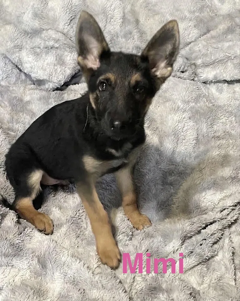 A baby large-sized female German Shepherd Dog dog named Mimi for adoption in Topeka, KS