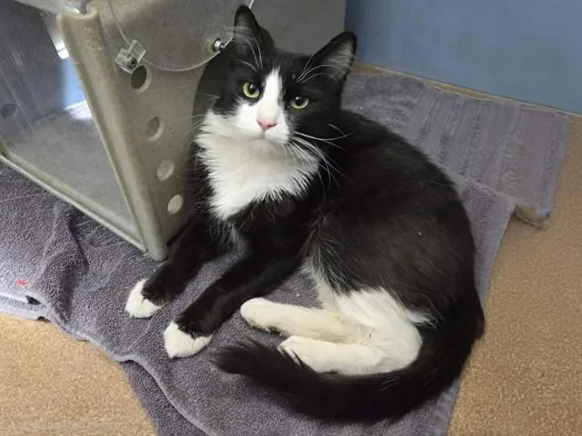 A young medium-sized male Domestic Short Hair cat named Sesame for adoption in Martinez, CA