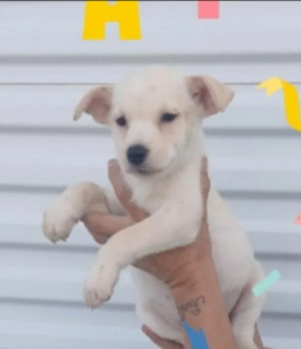 A baby medium-sized female Retriever dog named Emma for adoption in Thompson Falls, MT