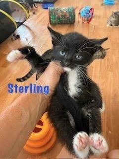A baby small-sized male Black & White / Tuxedo Domestic Short Hair cat named Sterling for adoption in Ruskin, FL