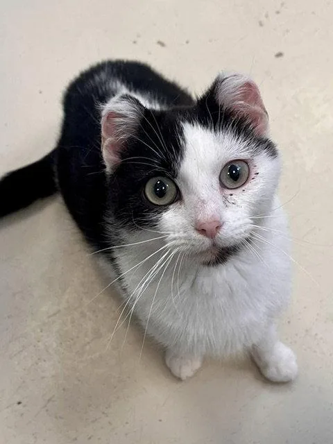 An adult small-sized female Black & White / Tuxedo Domestic Short Hair cat named Binxy for adoption in Webster, WI