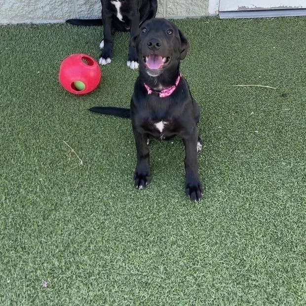 A baby medium-sized female Brown / Chocolate Labrador Retriever dog named Abbi for adoption in Dayton, OH
