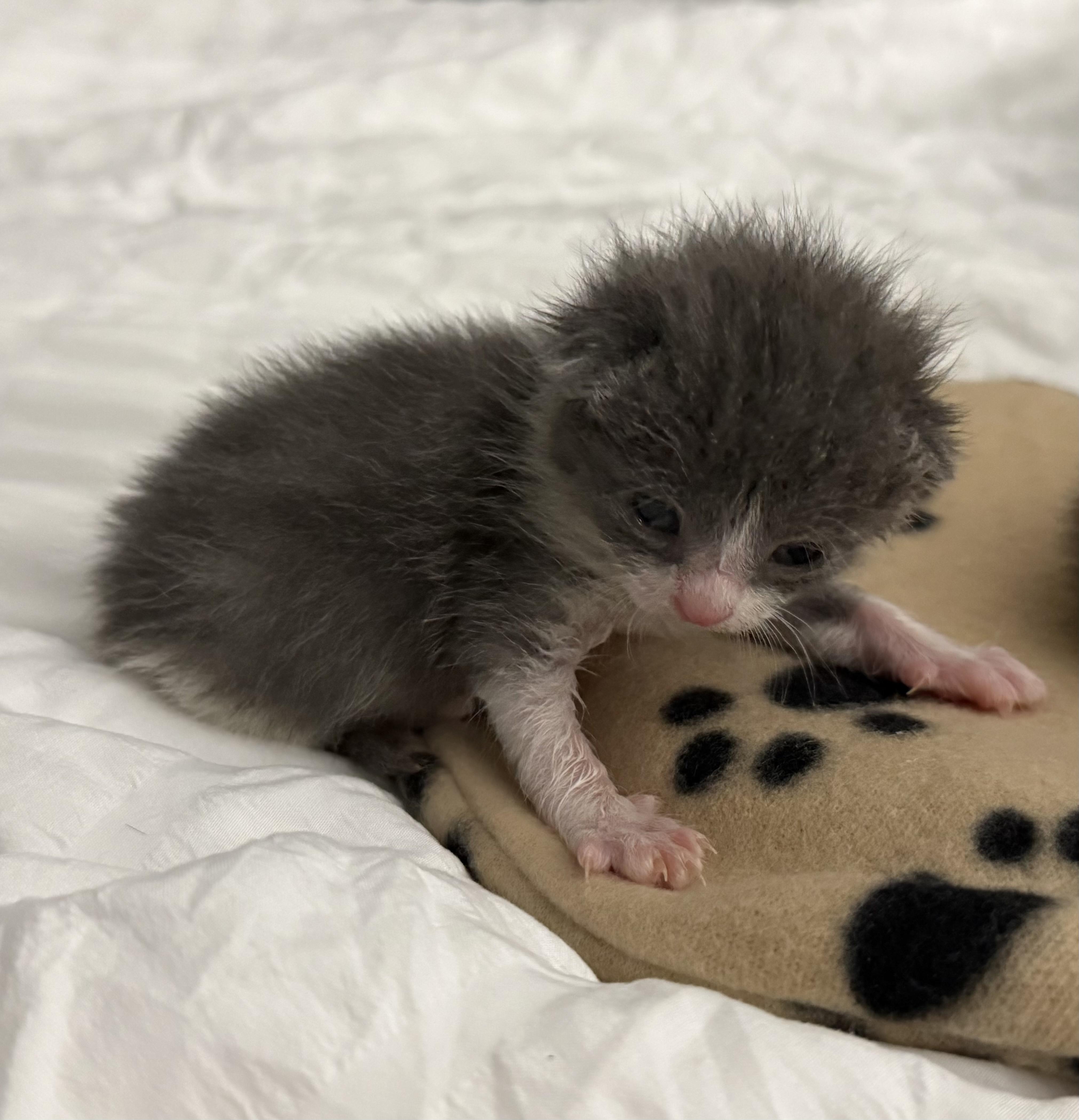 A baby medium-sized female Gray / Blue / Silver Domestic Short Hair cat named Stormy for adoption in Fruit Heights, UT