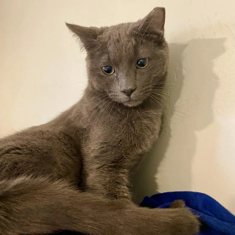 Dorian Grey thumbnail 4