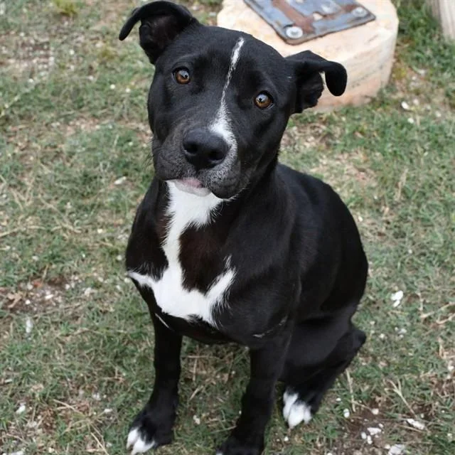 A young small-sized female Labrador Retriever dog named Queenie for adoption in Westminster, MD
