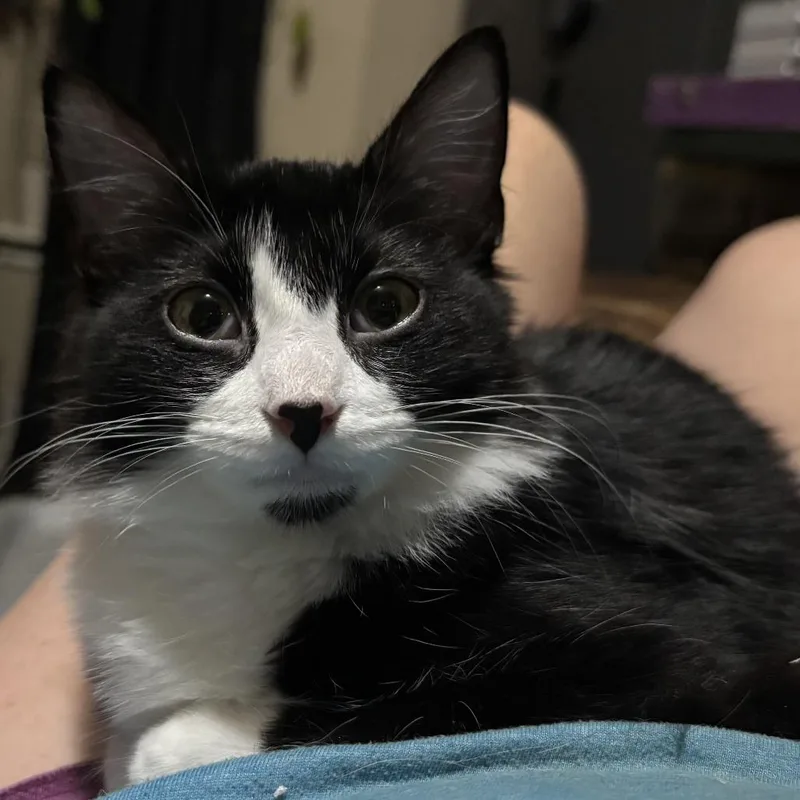 A baby medium-sized female Black Domestic Short Hair cat named Figero for adoption in Houston, TX