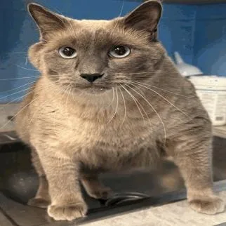 An adult extra large-sized male Gray / Blue / Silver Siamese cat named Tanner C for adoption in Princeton, MN