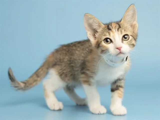 A baby small-sized female Domestic Short Hair cat named Mia for adoption in Phoenix, AZ