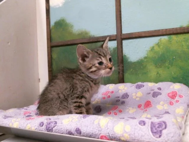 A baby small-sized male Domestic Short Hair cat named Jett for adoption in Houston, TX