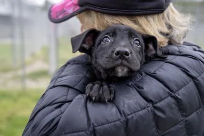 A baby large-sized female Shepherd dog named Phillip for adoption in West Chester, PA