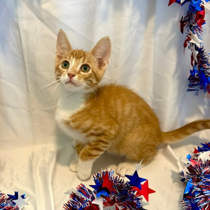 A baby medium-sized male Tabby (Orange / Red) Domestic Short Hair cat named Ziggy for adoption in Queen Creek, AZ