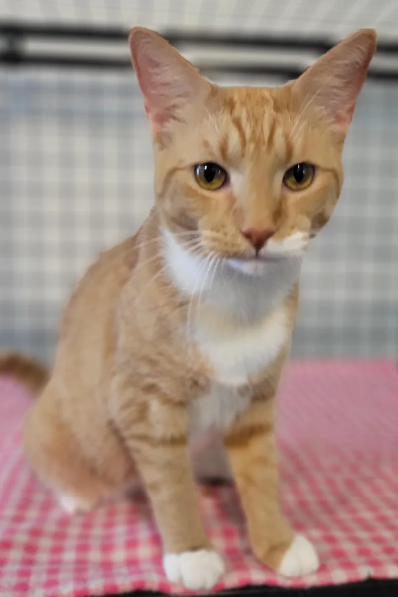 A young medium-sized male Orange / Red Domestic Short Hair cat named Flint for adoption in Swartz Creek, MI