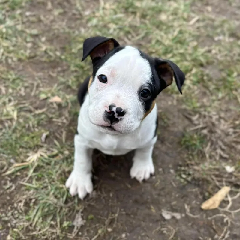 Dustin Henderson thumbnail 2