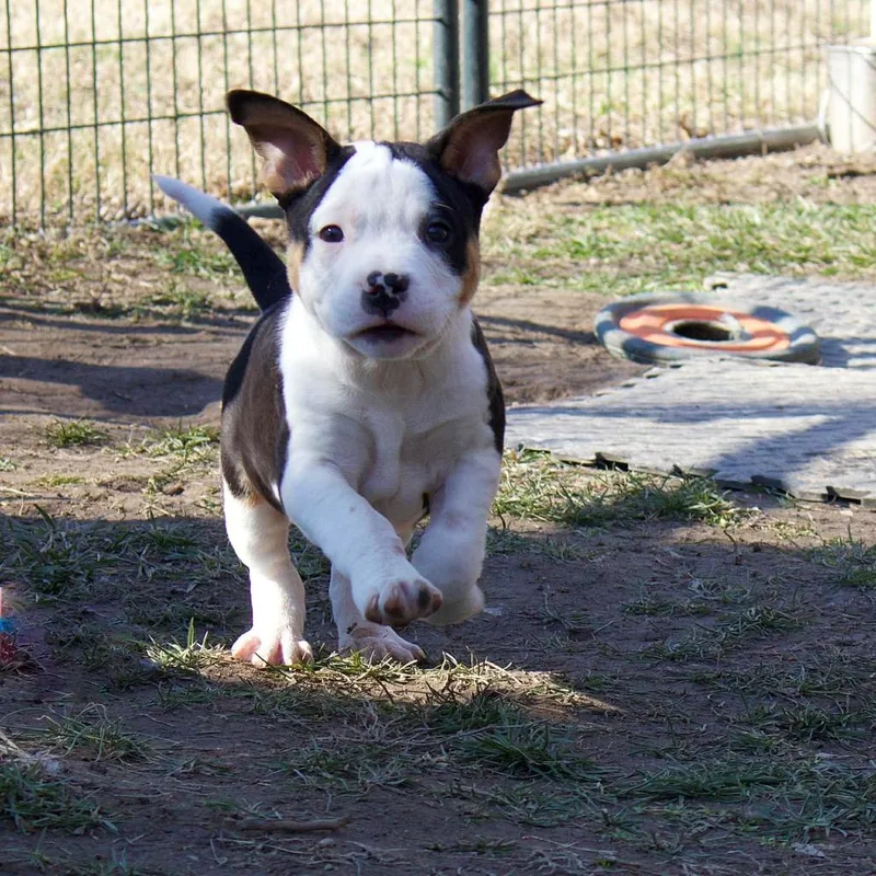 Dustin Henderson thumbnail 3