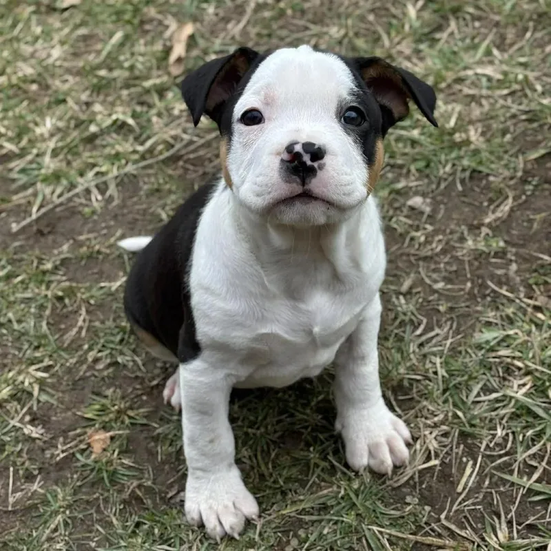 Dustin Henderson thumbnail 4