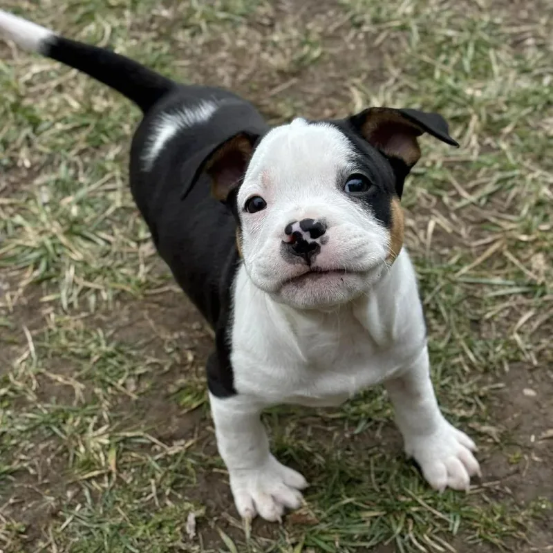 Dustin Henderson thumbnail 5