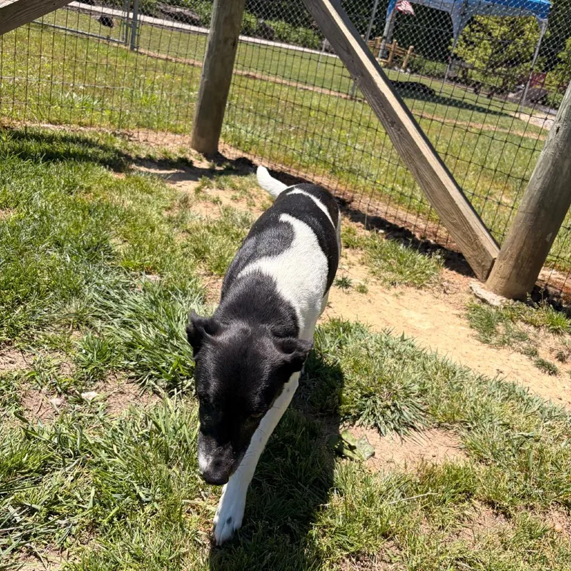 A senior small-sized male White / Cream Jack Russell Terrier dog named One Eyed Willie for adoption in Blairsville, GA