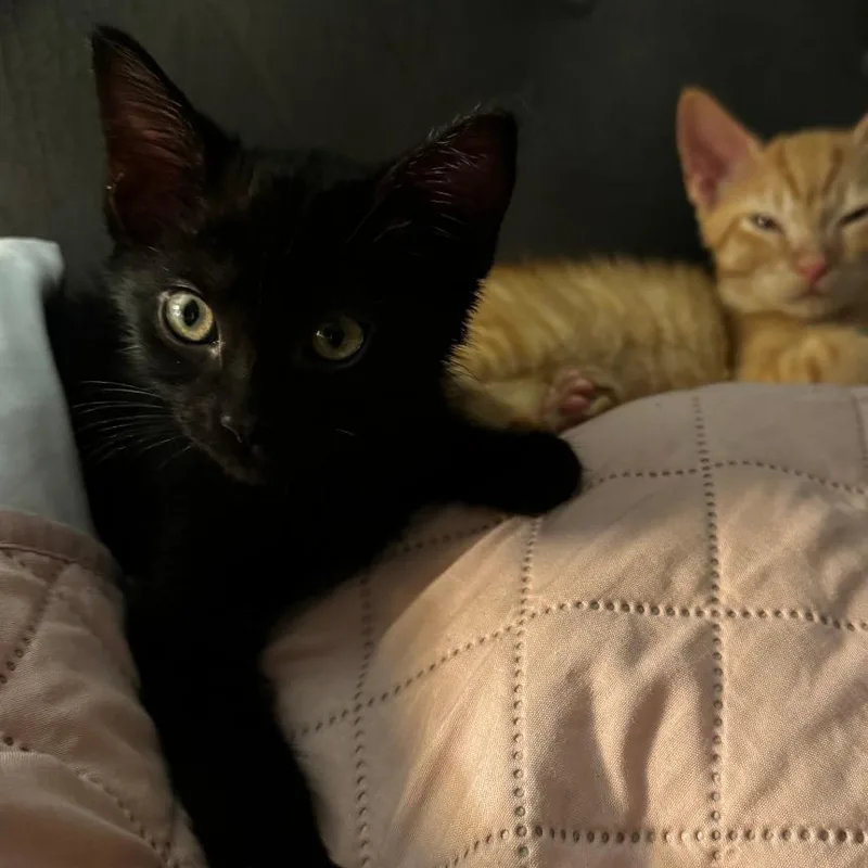 A baby small-sized female Black Domestic Short Hair cat named Professor Plum for adoption in Evanston, IL