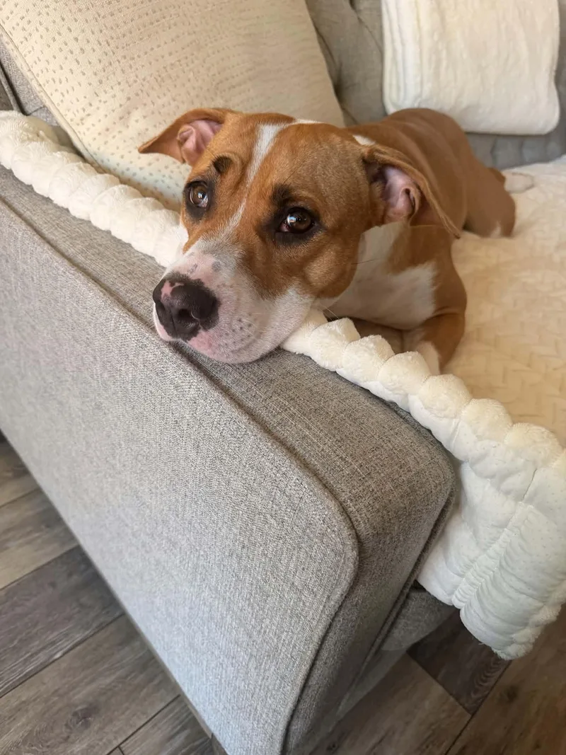 A young large-sized female American Staffordshire Terrier dog named Georgia for adoption in Phoenix, AZ