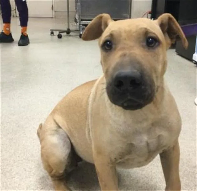 A young large-sized female Shar-Pei dog named Lois for adoption in Riverside, CA