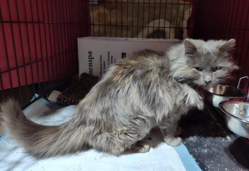 Matty Preston thumbnail 2