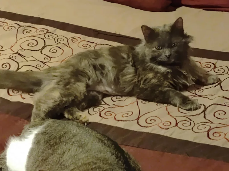 Matty Preston thumbnail 3