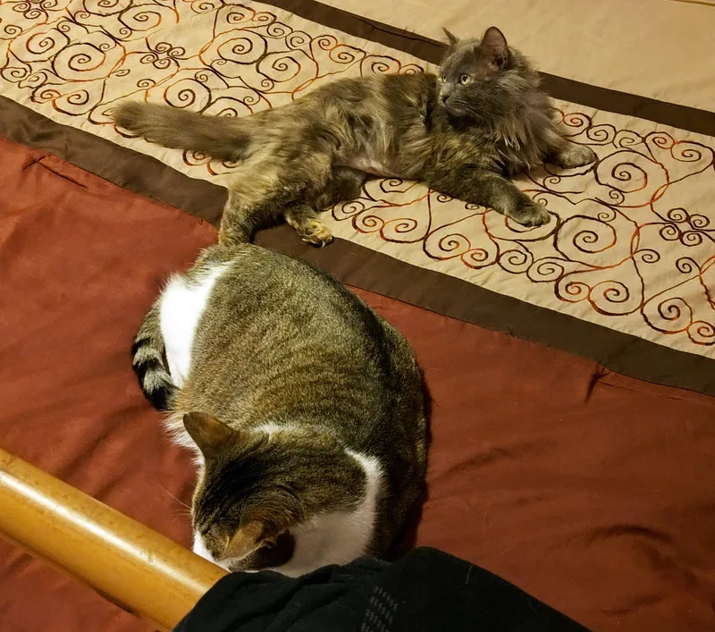 Matty Preston thumbnail 4