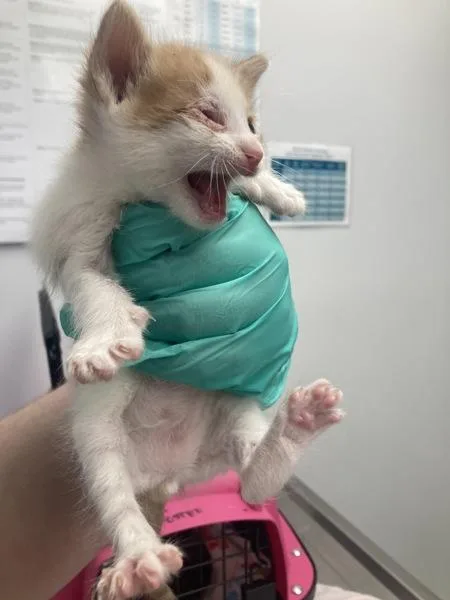 A baby small-sized male Domestic Short Hair cat named Lionus for adoption in San Diego, CA