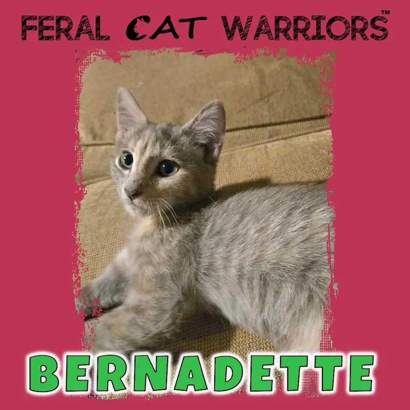 A baby small-sized female Gray / Blue / Silver Domestic Short Hair cat named Bernadette for adoption in Kingman, AZ