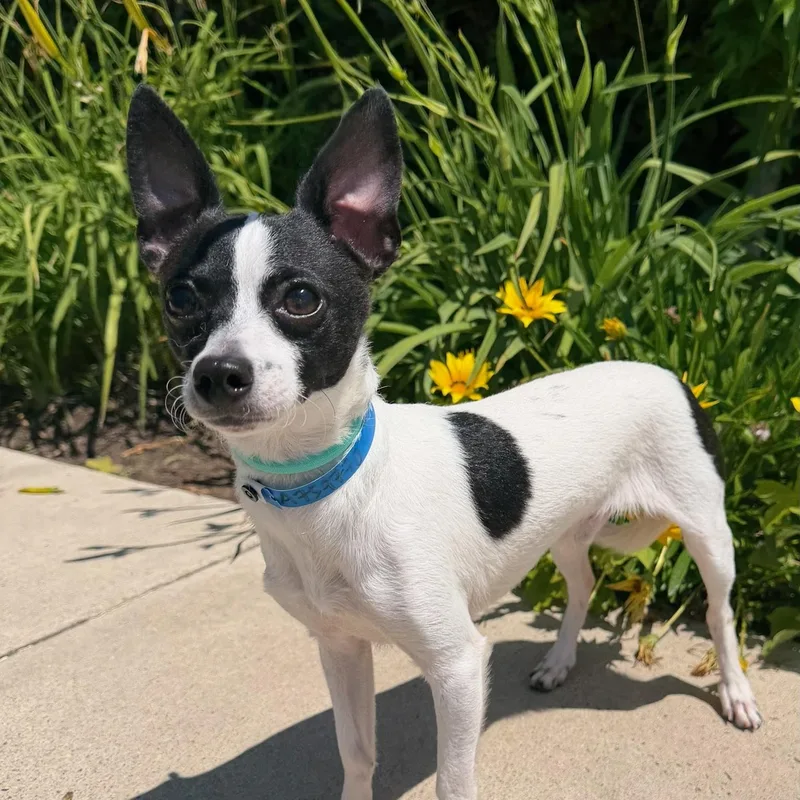 A baby small-sized male Chihuahua dog named Moo Chi for adoption in Newport Beach, CA