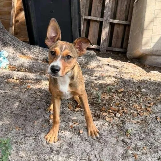 A baby medium-sized female Tricolor (Brown, Black, & White) German Shepherd Dog dog named Wanda for adoption in Tampa, FL